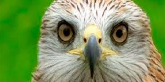 ormitoligia en la rioja